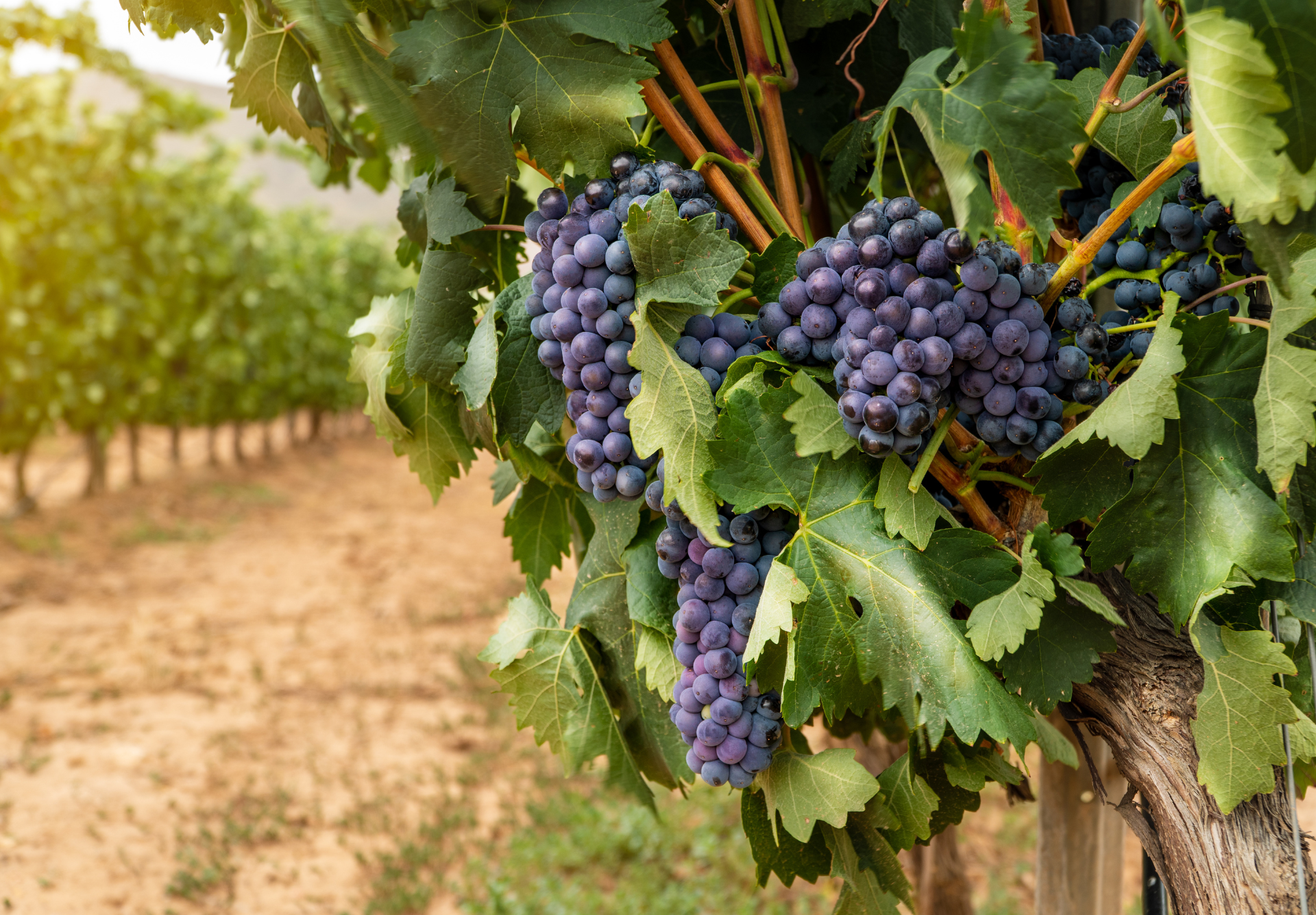 DOCa Rioja uvas