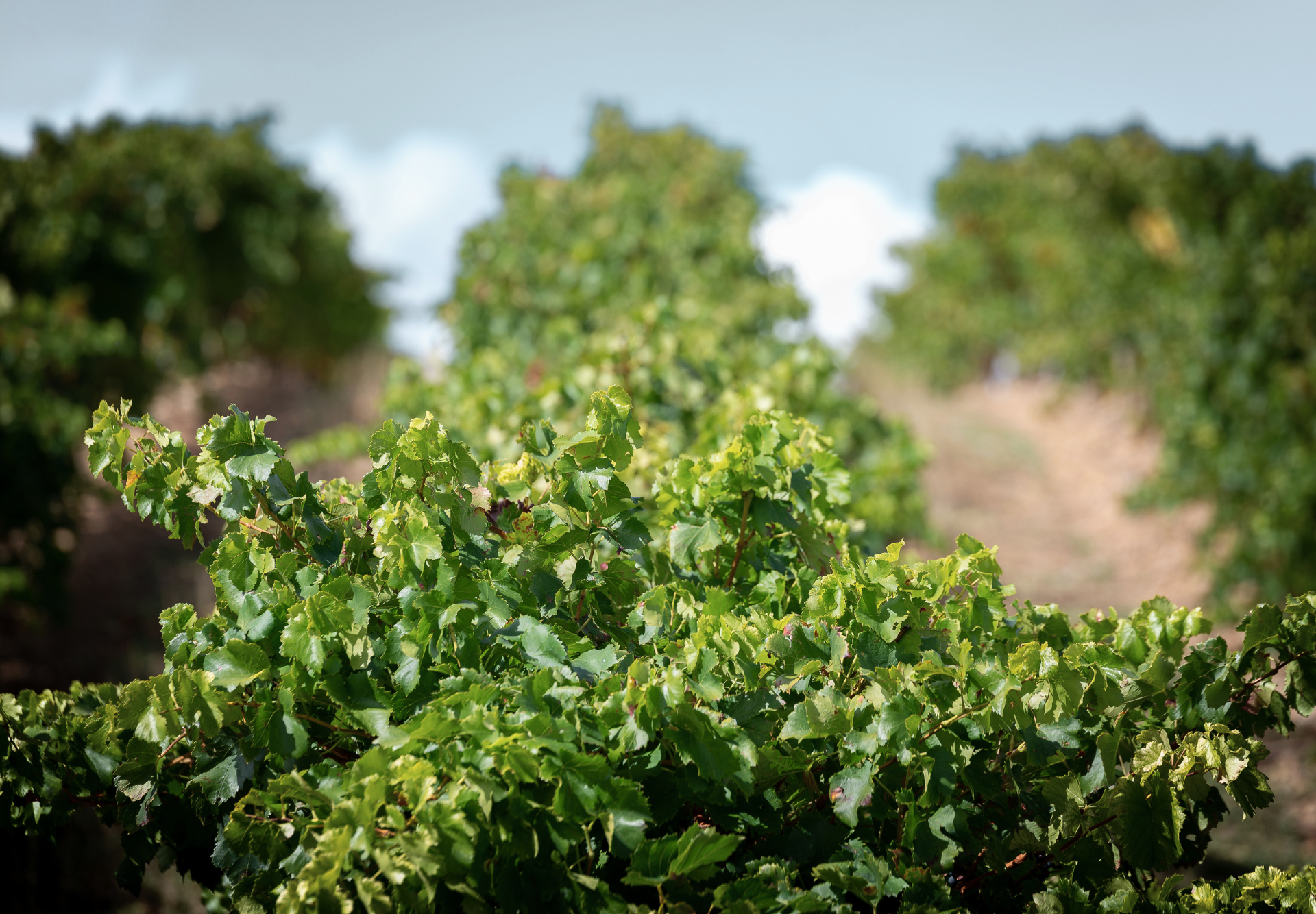 DOCa Rioja viñedo